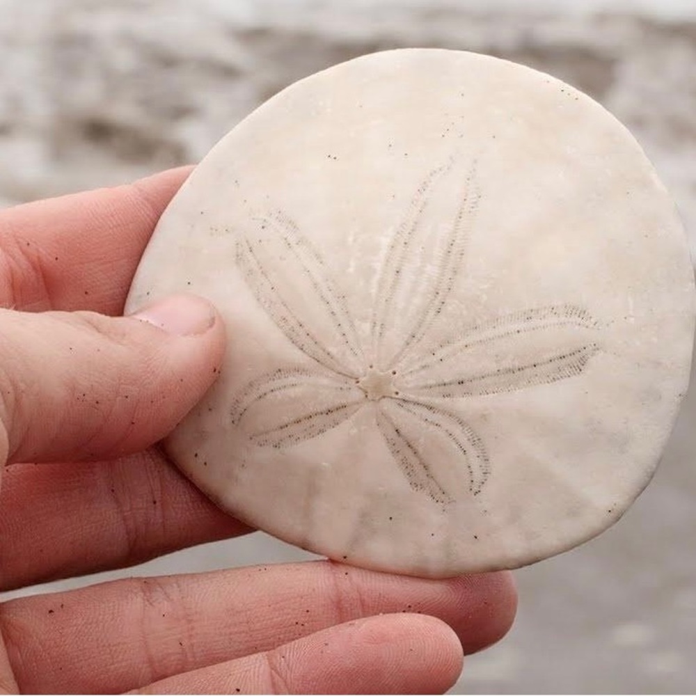 LARGE sand dollars hand picked off the CA beach